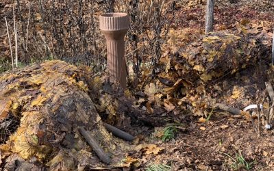 Cardoon and artichoke, in fall with leafy cover