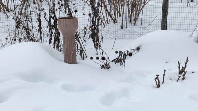 Cardoon and artichoke, snow covered