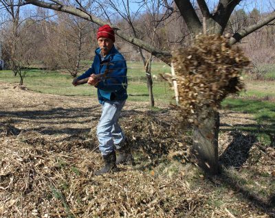 Mulching chestnut trees