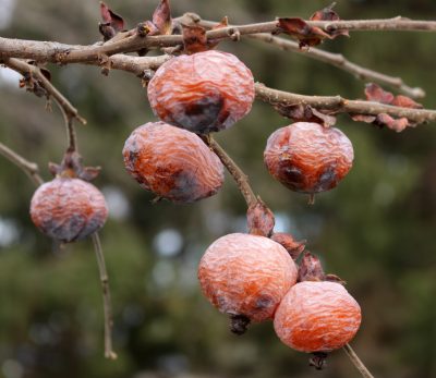 Persimmons on tree in December