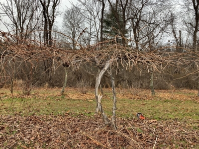 First step in pruning