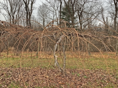 Kiwi before pruning