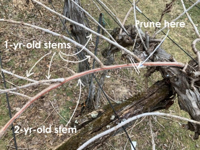 Kiwi stem and pruning detail