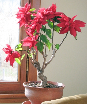 poinsettia