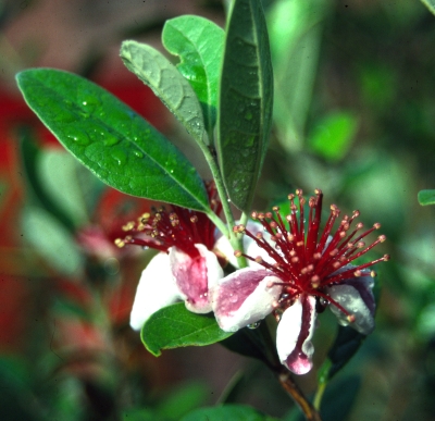 Feijoa flower