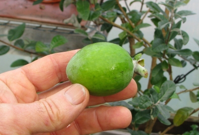 Feijoa fruit