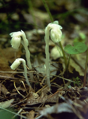 Indian pipes