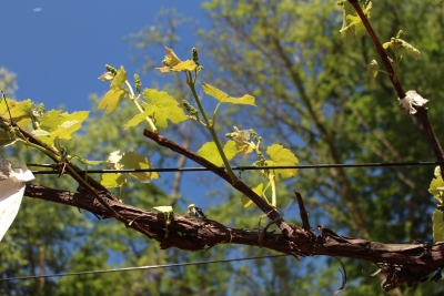 Fruiting grape shoots emerge from 1-yr-old stem