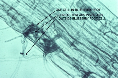 Mycorrhizal blueberry root