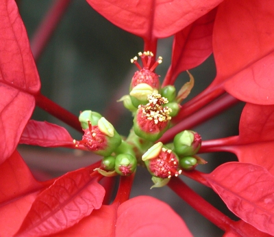 poinsettia cyathiums