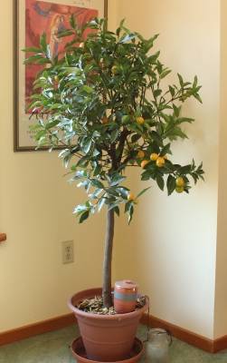Kumquat houseplant