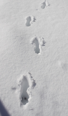 Deer tracks in the snow