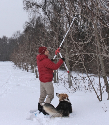 Pruning on snow