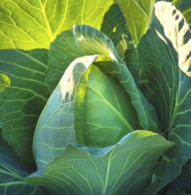 Early Jersey Wakefield cabbage