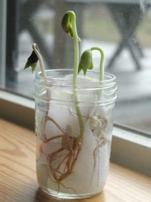 Sprouting bean seeds