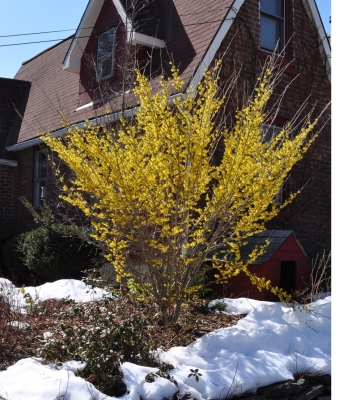 Witchhazel in full bloom in past years