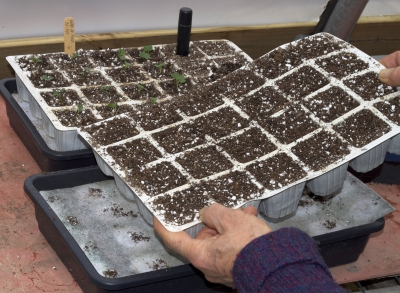 Pricking out containers