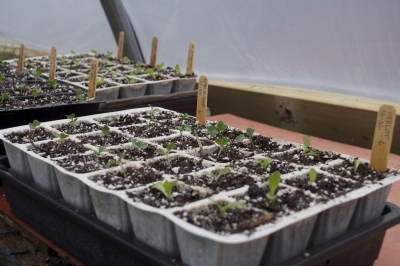 Pricked out seedlings