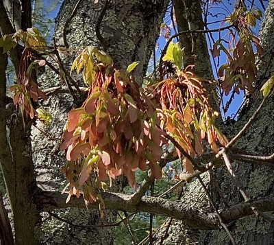 Acer, red maple seeds