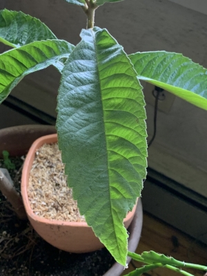 Loquat leaf