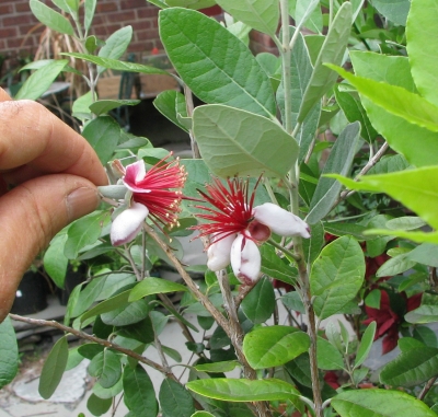 Pollinating pineapple guava