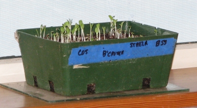 Lettuce seedlings