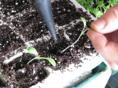 Pricking out lettuce