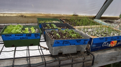 Seedlings in spring, greenhouse