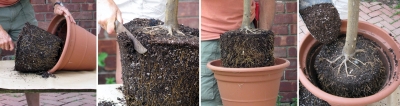 Root pruning and repotting