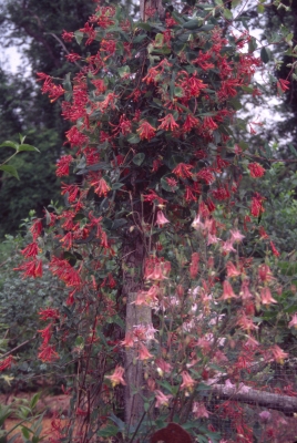 Columbine and trumpet honeysuckle