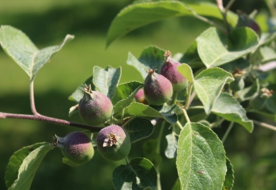 Apple fruitlets