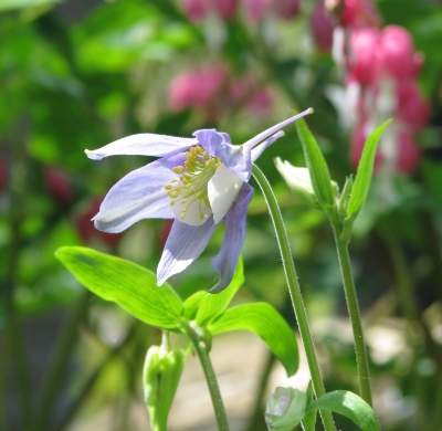 Cultivated columbine