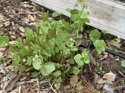 Claytonia in garden