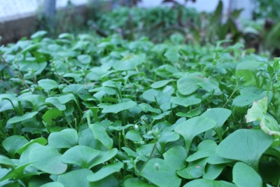 Claytonia in greenhouse