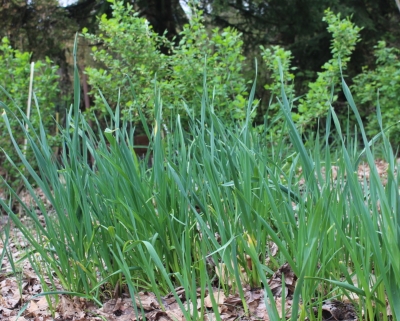 Naturalized garlic