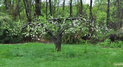 Apple tree in bloom