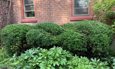 Organic topiary yew