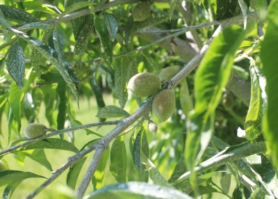 Peach fruitlets