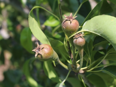 Pear fruitlets