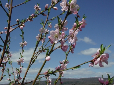 Peach blossoms