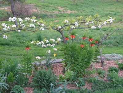 Asian pear espalier