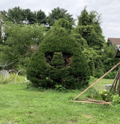 Yew bush pruned to a head