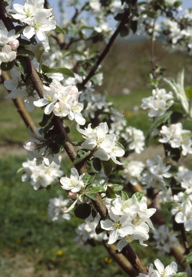 Apple blossoms