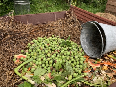 Apple and pear fruitlets on compost pile