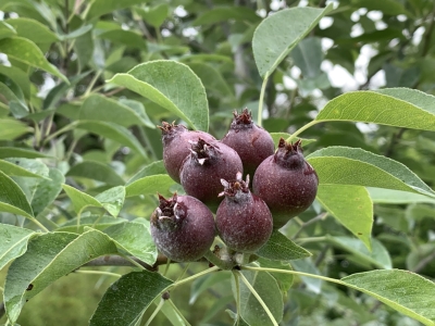 Pear fruitlets before thinning