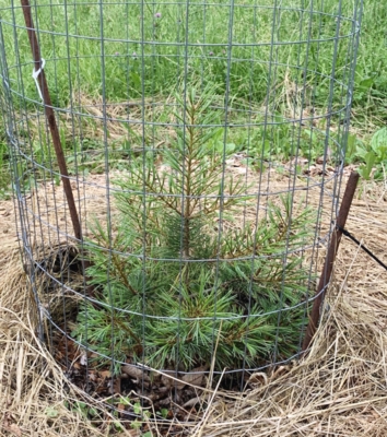 Pinus koreansis, young