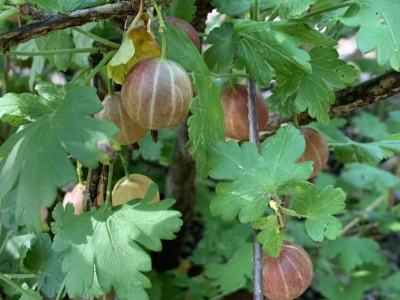 Canada 0-273 gooseberry