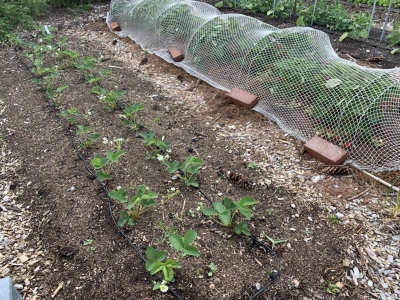 Strawberries, new and old bed