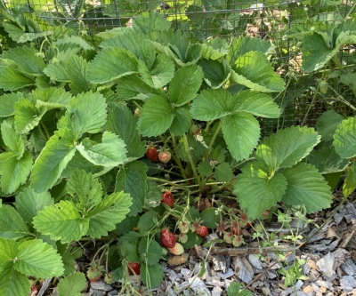 Vescana strawberries