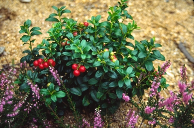 Lingonberry